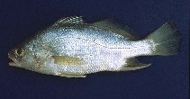 To FishBase images (<i>Bairdiella ronchus</i>, Brazil, by Krumme, U.)