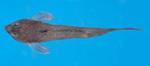 To FishBase images (<i>Bathycallionymus sokonumeri</i>, by National Museum of Marine Science and Technology, Taiwan)