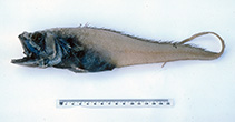 To FishBase images (<i>Bathygadus spongiceps</i>, Australia, by Graham, K.)