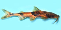 Image of Bagarius suchus (Crocodile catfish)