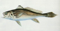 To FishBase images (<i>Bahaba taipingensis</i>, by CAFS)