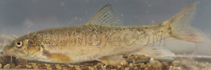 To FishBase images (<i>Barbus tauricus</i>, Bulgaria, by Kutsarov, Y.)