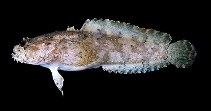 To FishBase images (<i>Batrachomoeus trispinosus</i>, Australia, by Randall, J.E.)