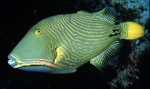 To FishBase images (<i>Balistapus undulatus</i>, Maldives, by Randall, J.E.)
