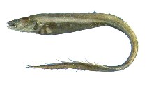 To FishBase images (<i>Bathyuroconger vicinus</i>, by JAMARC)