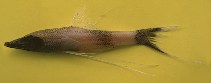 To FishBase images (<i>Bathypterois viridensis</i>, Trinidad Tobago, by Ramjohn, D.D.)