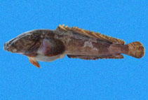 To FishBase images (<i>Batrachoides waltersi</i>, El Salvador, by Robertson, R.)