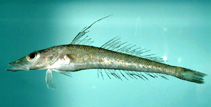 To FishBase images (<i>Bembrops anatirostris</i>, by NOAA\NMFS\Mississippi Laboratory)