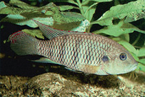 Image of Benitochromis batesii 
