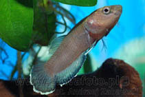 Image of Betta channoides 