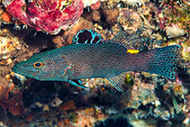 To FishBase images (<i>Belonoperca chabanaudi</i>, Indonesia, by Libert, F.)