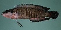 To FishBase images (<i>Belonepterygion fasciolatum</i>, Australia, by Randall, J.E.)