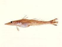 To FishBase images (<i>Bembrops filodorsalia</i>, by CSIRO)