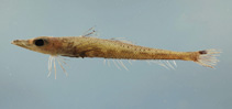 To FishBase images (<i>Bembrops gobioides</i>, by NOAA\NMFS\Mississippi Laboratory)