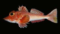 To FishBase images (<i>Bellator gymnostethus</i>, Panama, by Robertson, R.)
