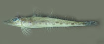 To FishBase images (<i>Bembrops heterurus</i>, Brazil, by Carvalho Filho, A.)