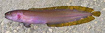 To FishBase images (<i>Beaglichthys macrophthalmus</i>, Australia, by W. Schwarzhans & P. R. Møller)