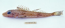 To FishBase images (<i>Bembras macrolepis</i>, Australia, by Graham, K.)