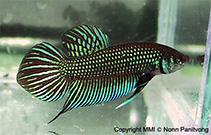 To FishBase images (<i>Betta mahachaiensis</i>, Thailand, by Panitvong, N.)