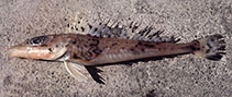 Image of Bembras megacephala (Greenspotted flathead)