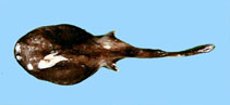 To FishBase images (<i>Benthobatis moresbyi</i>, Chinese Taipei, by The Fish Database of Taiwan)