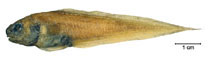 To FishBase images (<i>Benthocometes robustus</i>, Brazil, by Fischer, L.G.)