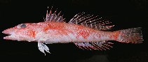 To FishBase images (<i>Bembradium roseum</i>, Hawaii, by Randall, J.E.)