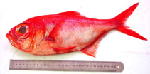 Image of Beryx splendens (Splendid alfonsino)