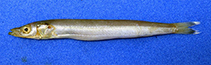 Image of Bleekeria albicauda (White-tipped sandlance)