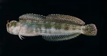 To FishBase images (<i>Blenniella bilitonensis</i>, Ryukyu Is., by Randall, J.E.)