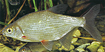 To FishBase images (<i>Blicca bjoerkna</i>, Germany, by Hartl, A.)