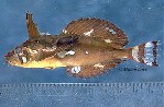 Image of Blepsias cirrhosus (Silverspotted sculpin)