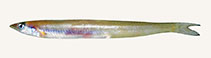 Image of Bleekeria estuaria (Estuary sandlance)