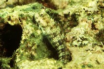 To FishBase images (<i>Blenniella gibbifrons</i>, Hawaii, by Randall, J.E.)