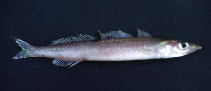 To FishBase images (<i>Embolichthys mitsukurii</i>, by Gloerfelt-Tarp, T.)