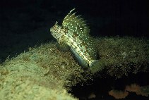 To FishBase images (<i>Blennius ocellaris</i>, Azores Is., by Wirtz, P.)