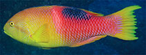 To FishBase images (<i>Bodianus atrolumbus</i>, South Africa, by King, D.R.)