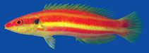 To FishBase images (<i>Bodianus bennetti</i>, Australia, by Bennett, T.)