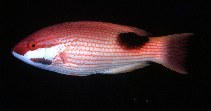 To FishBase images (<i>Bodianus bilunulatus</i>, Indonesia, by Randall, J.E.)