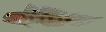 To FishBase images (<i>Bollmannia boqueronensis</i>, Panama, by Van Tassell, J.)