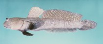To FishBase images (<i>Boleophthalmus caeruleomaculatus</i>, Australia, by Randall, J.E.)