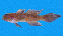 To FishBase images (<i>Bollmannia chlamydes</i>, Panama, by Robertson, R.)