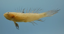 Image of Bollmannia communis (Ragged goby)