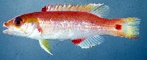 To FishBase images (<i>Bodianus cylindriatus</i>, by Randall, J.E.)