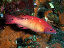 Image of Bodianus dictynna (Redfin hogfish)