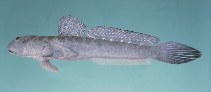 To FishBase images (<i>Boleophthalmus dussumieri</i>, Kuwait, by Randall, J.E.)