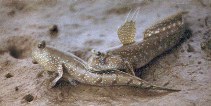 To FishBase images (<i>Boleophthalmus boddarti</i>, Malaysia, by Murdy, E.O.)