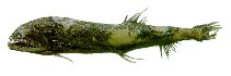 To FishBase images (<i>Borostomias elucens</i>, by JAMARC)