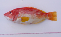 To FishBase images (<i>Bodianus flavipinnis</i>, New Zealand, by Tindale, S.)