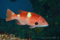 To FishBase images (<i>Bodianus frenchii</i>, Australia, by Groeneveld, R.)